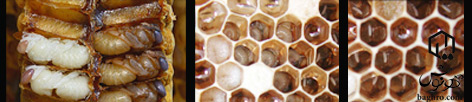 مطالب خاص در مورد زنبور عسل