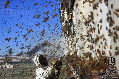 روش جلوگیری از بچه دادن زنبور عسل