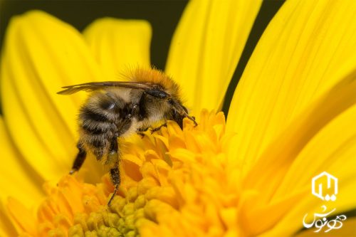 خواص درمانی عسل طبیعی